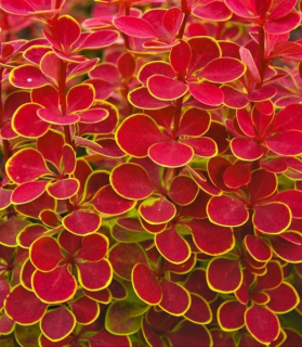 Berberis thunbergii 'Orange Sunrise'